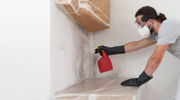 Professional Attic Mold Remediation technician working in Wellington, TX