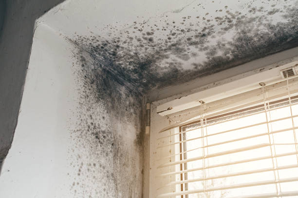 Affordable Attic Mold Remediation solutions in Wellington, TX