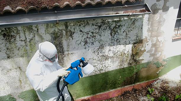 Top rated local Attic Mold Remediation specialists in Wellington, TX